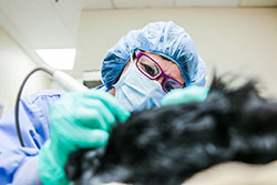Bay Ridge Animal Hospital Dental Cleaning