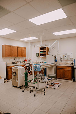Bay Ridge Animal Hospital Dental Suite