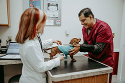 Bay Ridge Animal Hospital Puppy Exam