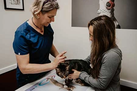 How Much Does Solensia for Cats Cost?