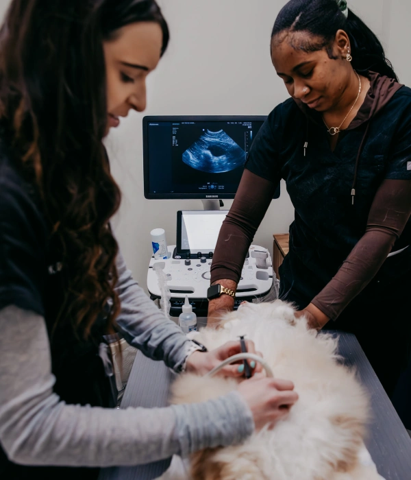 Feline Diagnostic Care