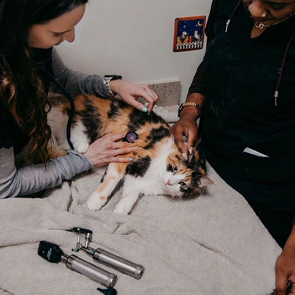 Senior Cat Care