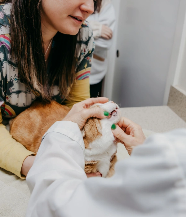 Feline Dental Services