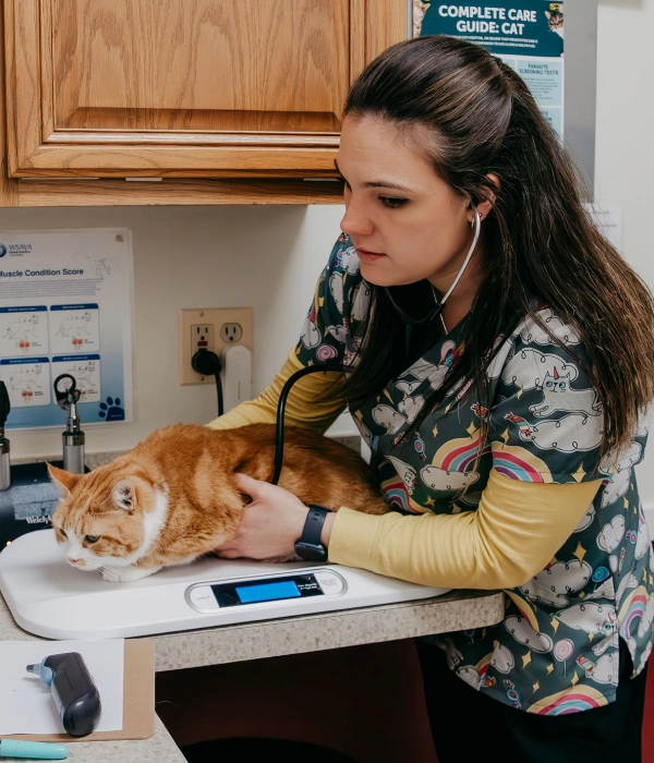 Feline Preventative Care