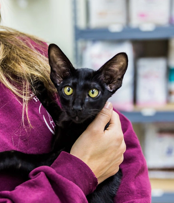 Kitten Care