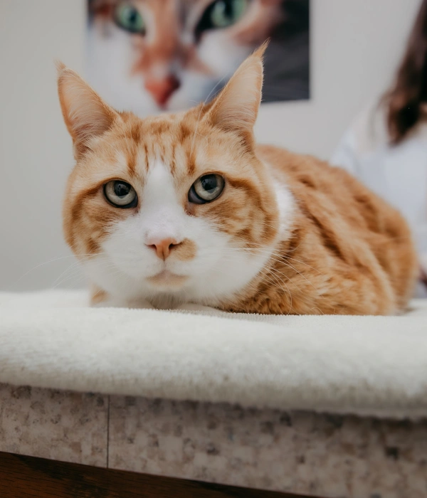 Senior Cat Care