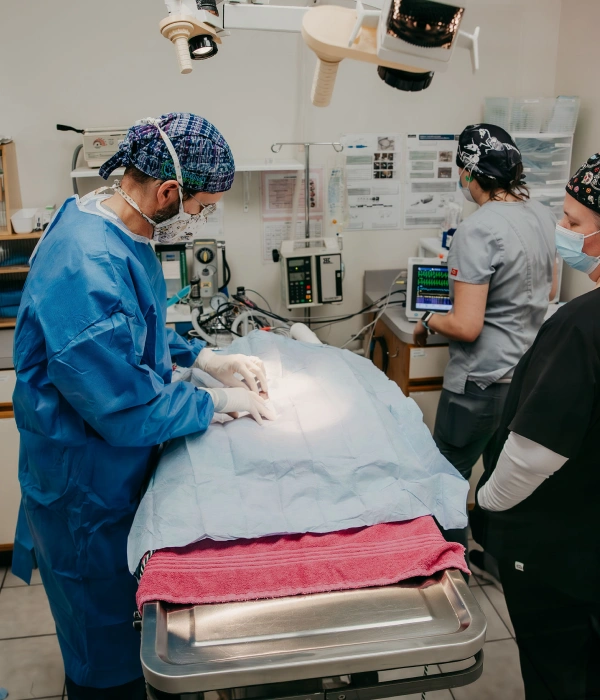 Feline Surgery