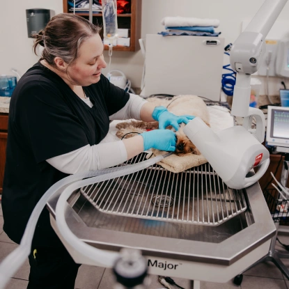 Pet Dental Services