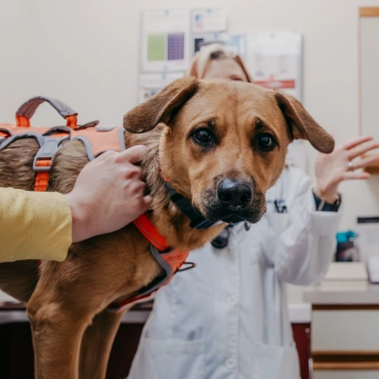 Preventative Care
