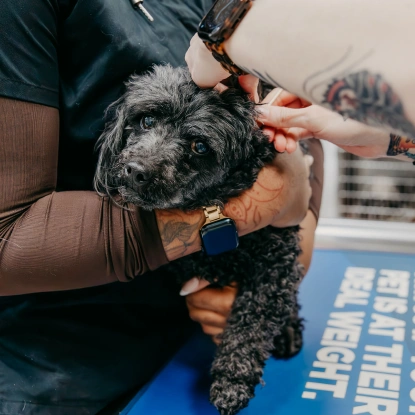Senior Pet Care
