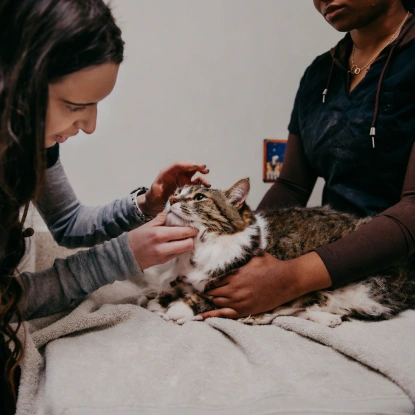 Senior Cat Care