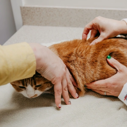 Therapeutic Care