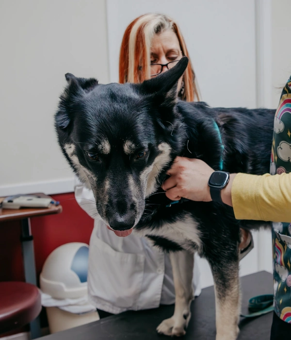 Senior Pet Care