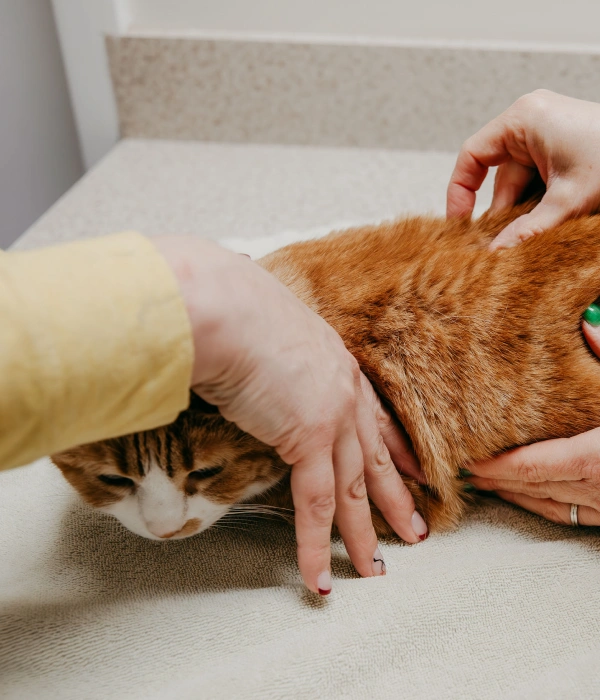 Feline Therapeutic Care