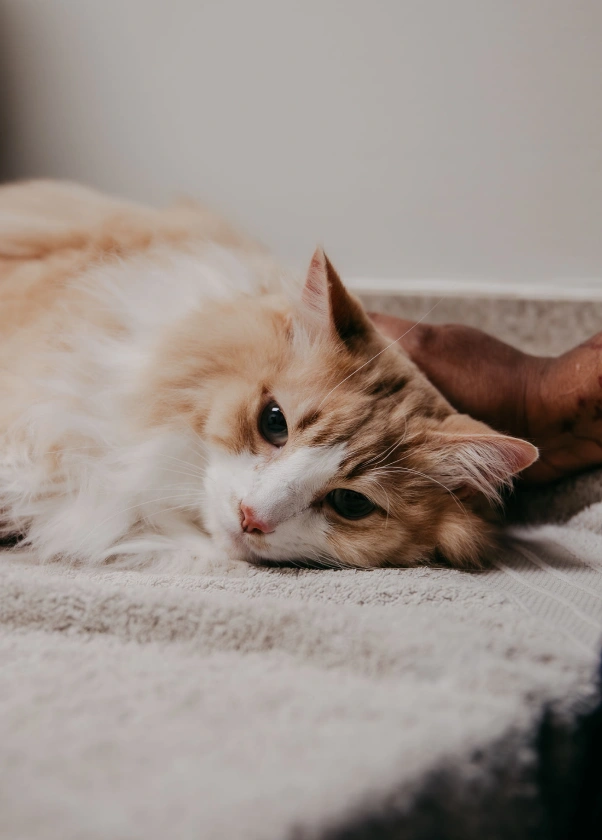Annapolis Cat Hospital