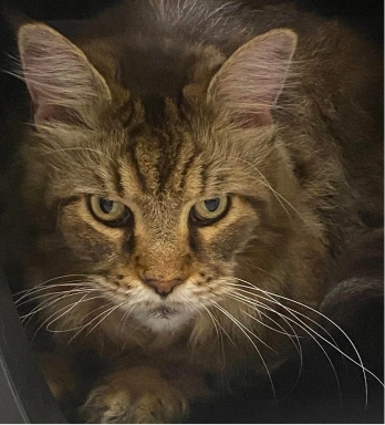 Senior Cat Care