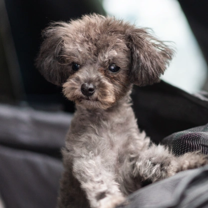 Puppy & Kitten Care